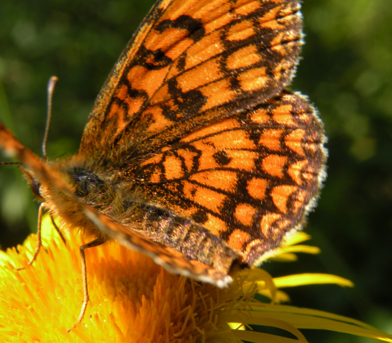 Melitaea athalia ?